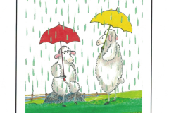 Do Sheep Shrink When It Rains